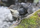 8) Juvenile Dipper.jpg